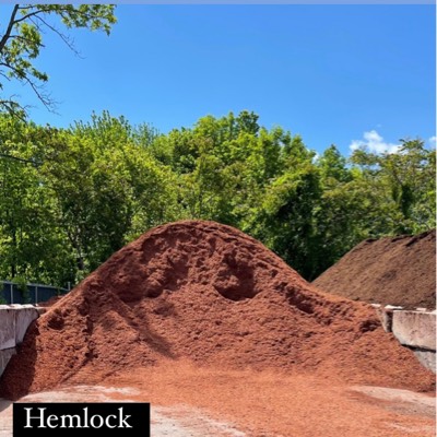 Hemlock- Mulch
